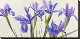 Iris Stretched Canvas Print by Elena Dolci