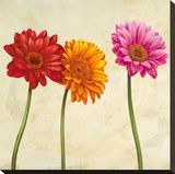 Gerberas (detail) Stretched Canvas Print by Cynthia Ann
