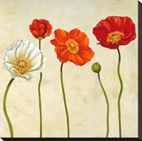 Coquelicots (detail) Stretched Canvas Print by Cynthia Ann