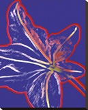 Crayon Fleur II Stretched Canvas Print by Michael Banks