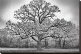 Giant Burr Oak Stretched Canvas Print by Keith Dotson