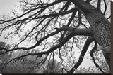 Oak Silhouette Stretched Canvas Print by Keith Dotson