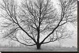 Symmatree Stretched Canvas Print by Keith Dotson