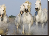 Camargue horses running Reproduction transférée sur toile par Theo Allofs