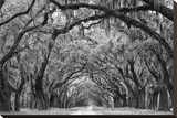 Avenue of the Oaks II Stretched Canvas Print by Keith Dotson
