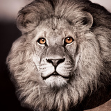 Kings Glare Affiches par Günter Lenz