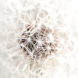 Dandelion's Heartbeat I Print by Sarah Deluca