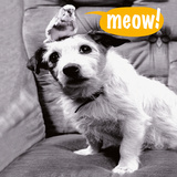 Meow! Prints