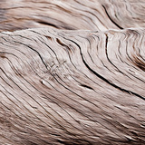 Driftwood Waves II Affiches par Günter Lenz