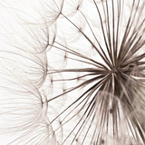 Dandelion's Heartbeat III Prints