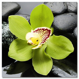 Green Orchid Póster