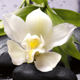 Fresh Orchid Láminas