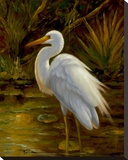 Tropical Egret II Stretched Canvas Print by Kilian 