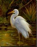 Tropical Egret II Stretched Canvas Print by Kilian 