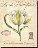 Deirdre Viridiflora Reproduction transférée sur toile par Constance Lael