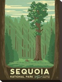 Sequoia National Park Stretched Canvas Print by  Anderson Design Group