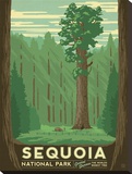 Sequoia National Park Stretched Canvas Print by  Anderson Design Group