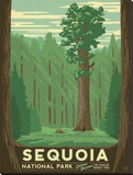 Sequoia National Park Stretched Canvas Print by  Anderson Design Group
