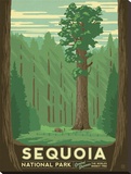 Sequoia National Park Stretched Canvas Print by  Anderson Design Group