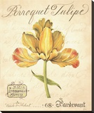 Perroquet Tulipe Stretched Canvas Print by Constance Lael