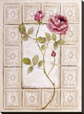 Rosa Antigua l Stretched Canvas Print by Peggy Abrams