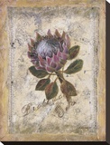 Protea Stretched Canvas Print by Shari White