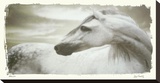Appaloosa Stretched Canvas Print by Judy Mandolf
