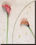 Calla Solitaire Stretched Canvas Print by James Guilliam