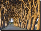 Pine trees lining vineyard driveway (detail) Stretched Canvas Print by Emilio Suetone