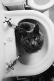 Cat Sitting In Bathroom Sink Prints by Natalie Fobes