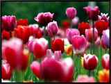 Rain Drops Twinkle on Blooming Tulips on a Field near Freiburg, Germany Framed Canvas Print by Winfried Rothermel