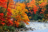 Stream in Autumn Woods Posters by Jack Hollingsworth