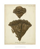 Coral Collection VIII Affiches par Johann Esper