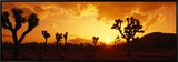 Sunset, Joshua Tree Park, California, USA Framed Canvas Print by Panoramic Images 