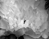 Macro Flower II Posters by Brian Moore