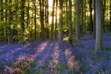 Bluebell Wood at Coton Manor Posters by Clive Nichols