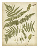 Fern Portfolio IV Prints by Francis G. Heath