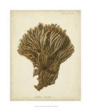 Coral Collection VI Affiches par Johann Esper