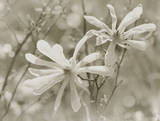 Star Magnolias II Prints by Amy Melious