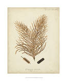 Coral Collection III Poster par Johann Esper