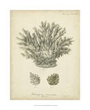Coral Collection VII Posters par Johann Esper