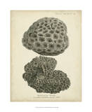 Coral Collection V Affiche par Johann Esper