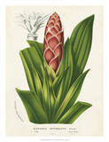Tropical Bromeliad I Prints by Van Houtteano 