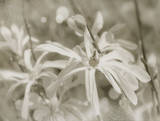 Star Magnolias I Poster by Amy Melious
