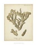 Coral Collection IV Affiches par Johann Esper