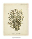Coral Collection IX Posters par Johann Esper