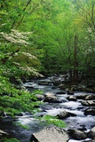 Stream in Lush Forest Prints by Ron Watts