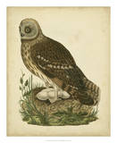 Antique Nozeman Owl I Posters by Nozeman 