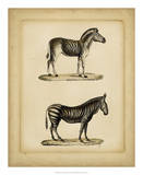 Studies in Natural History IV Print