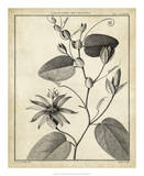 Passiflora VI Posters by Charles Francois Sellier